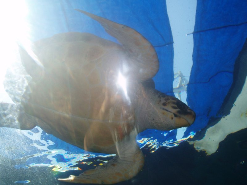 KeHa_in_South_Africa - 082